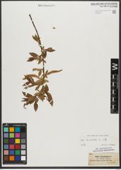 Foto von Salix triandra L.